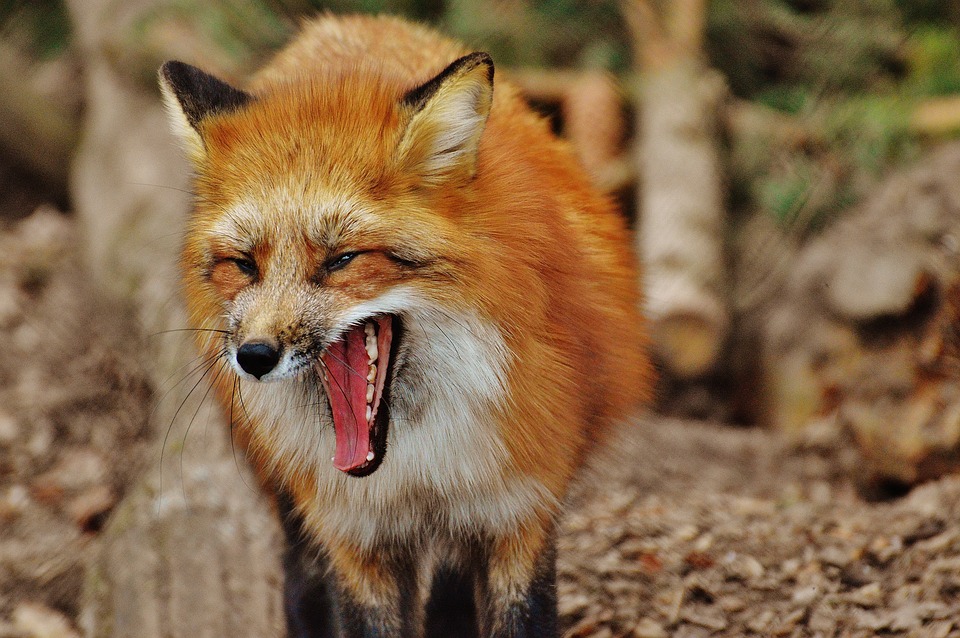 Fuchs 1310831 960 720