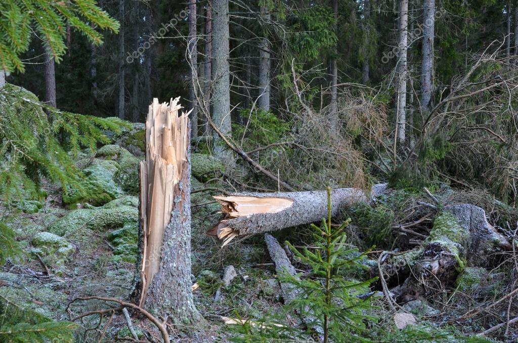 Depositphotos 39930451 stock photo broken tree