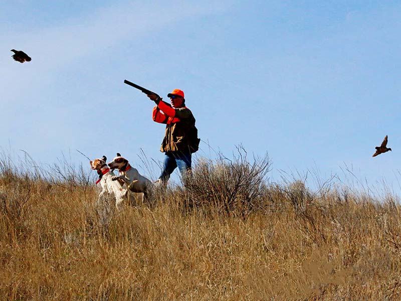 Birdhunting1