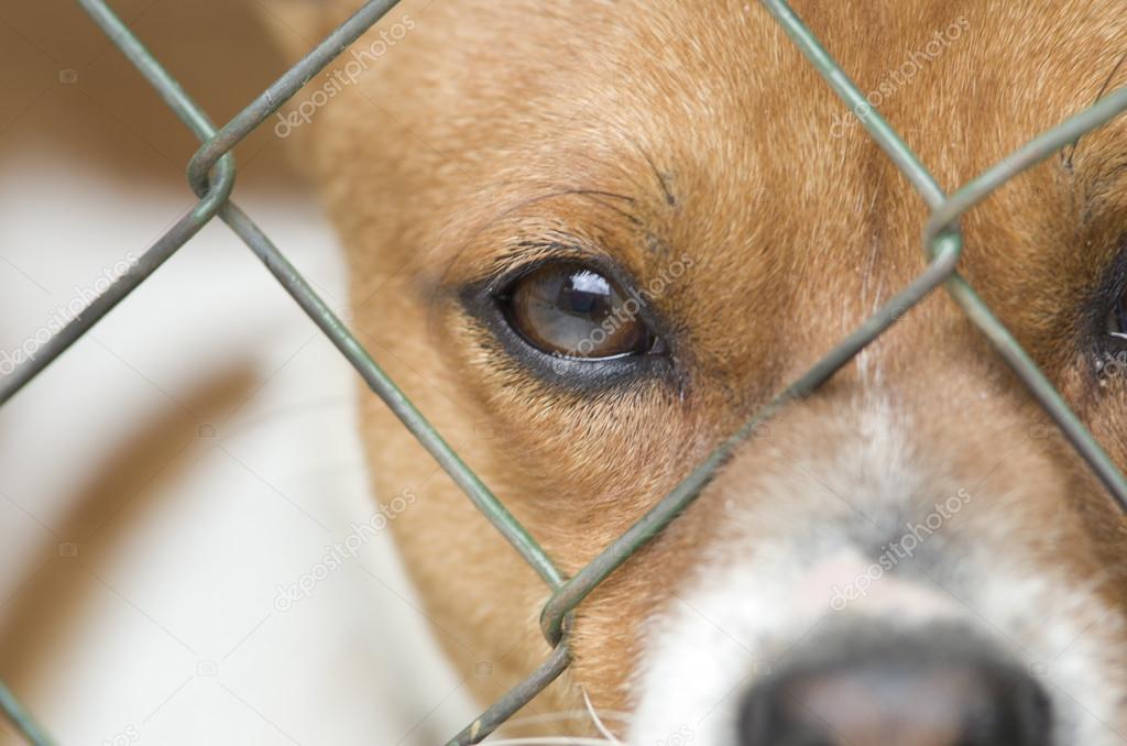 Depositphotos 70518423 stock photo dog behind wire mesh