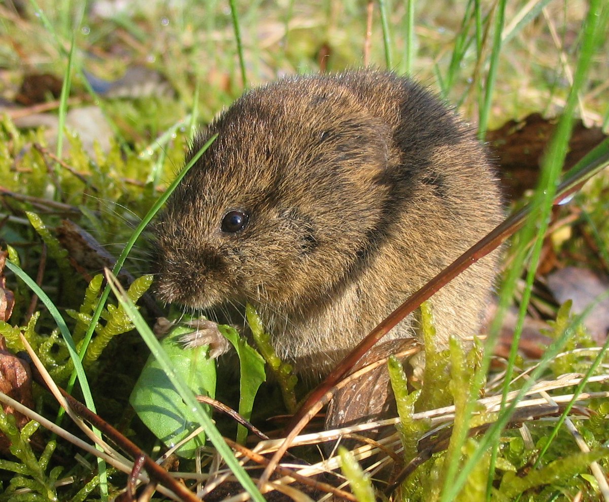 Feldmaus microtus arvalis